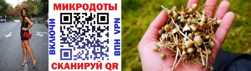 Галлюциногенные грибы мицелий  купить наркоту  Сальск 